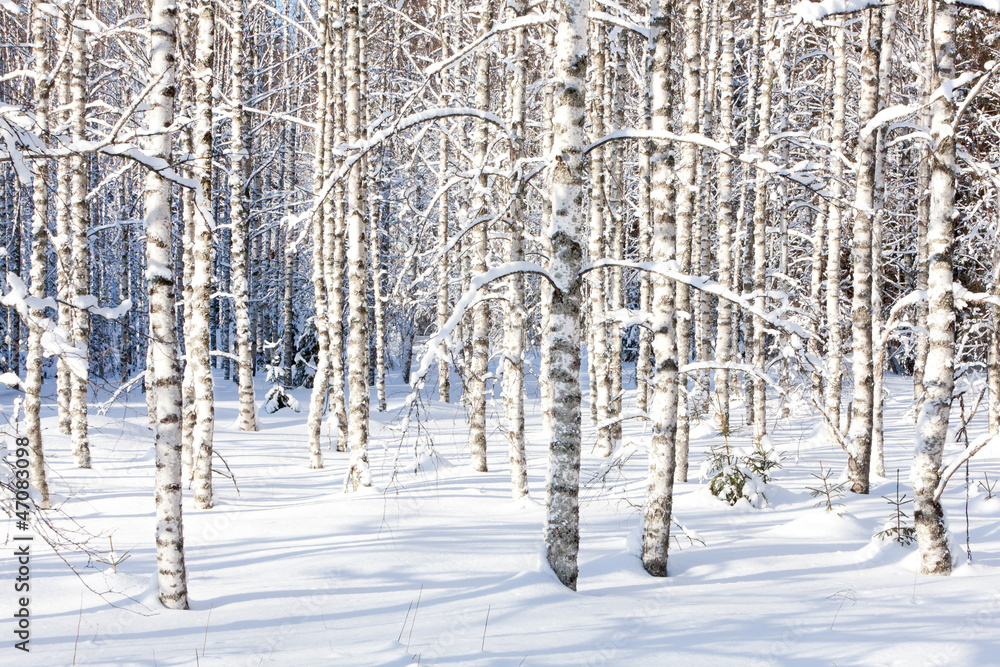 Obraz premium Snowy birch trunks