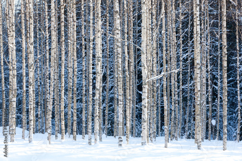 Fototapeta Naklejka Na Ścianę i Meble -  Snowy birches