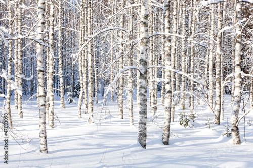 Snowy birch trunks