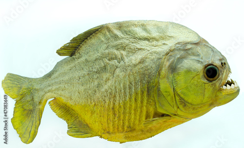 Foto Piranhas side