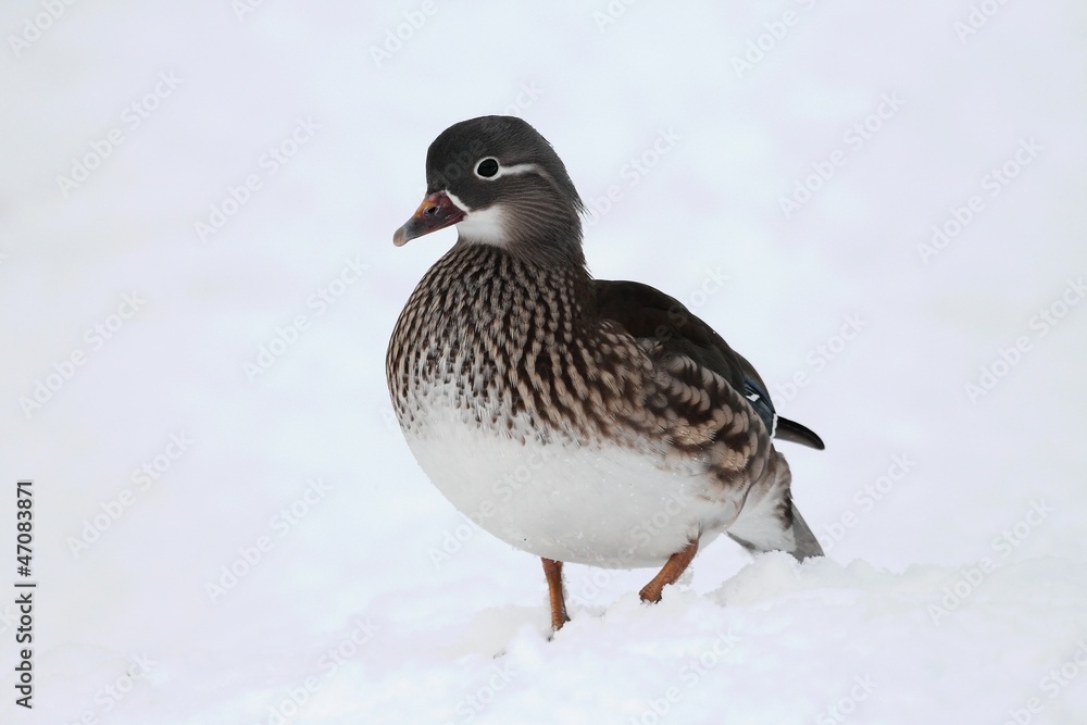 Mandarin duck (Aix galericulata) - female in winter. Mandarin duck (Aix galericulata) - female in winter.