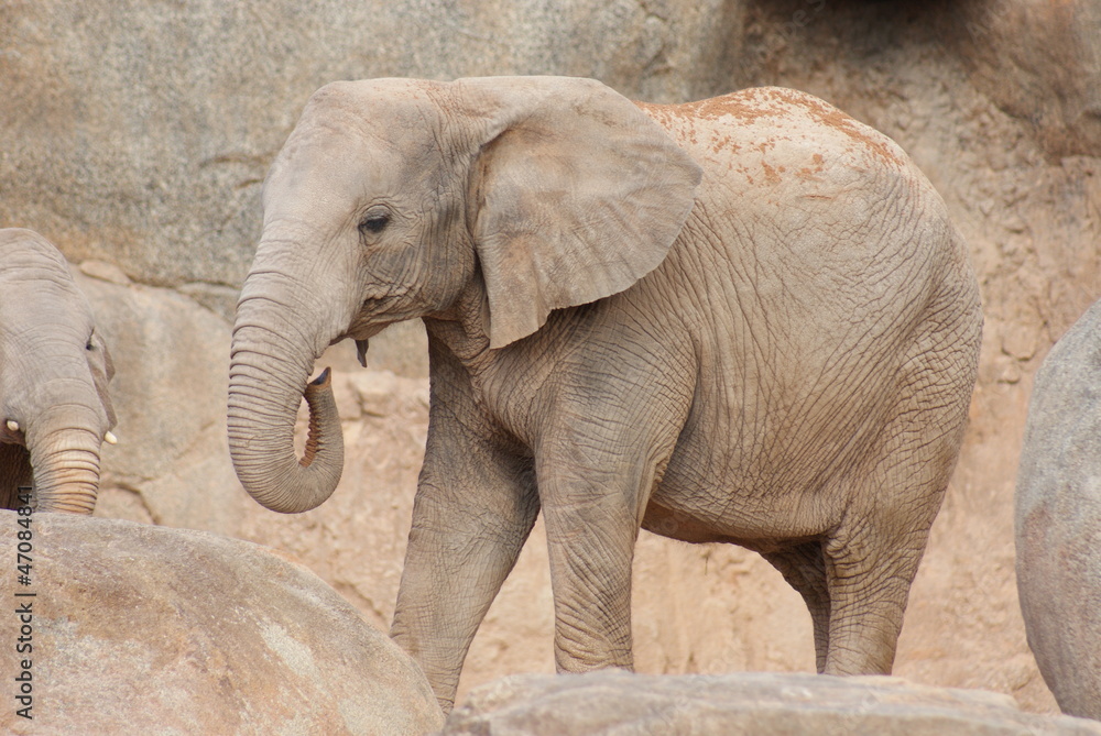 Fototapeta premium South African Elephant - Loxodonta africana africana