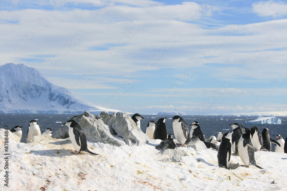 Naklejka premium Chinstrap penguins in Antarctica