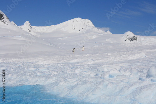 Antarctic landscape with penguins