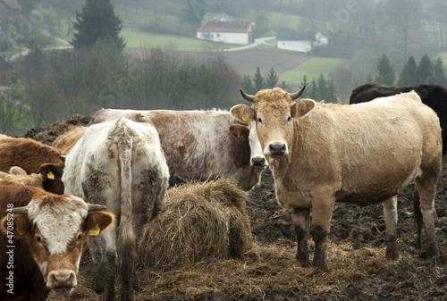 Rinder auf der Weide im Winter