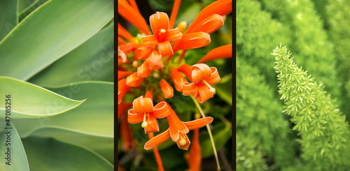 Fototapeta Naklejka Na Ścianę i Meble -  Tropical Plants