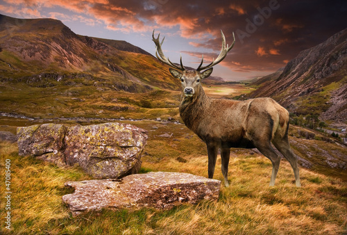 Fotografie Red deer stag in moody dramatic mountain sunset landscape