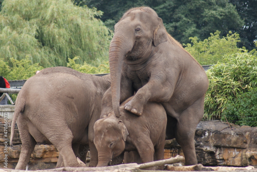 Naklejka premium Asian Elephant - Elephas maximus