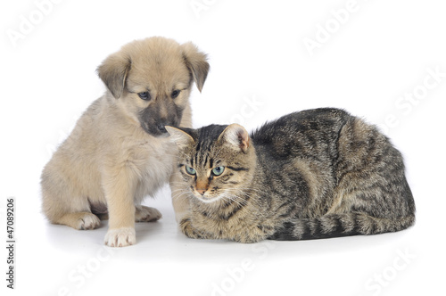 cat and dog © fotomaster