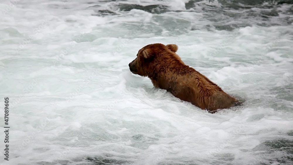 Brown bear on Alaska,Katmai National Park Brown bear on Alaska,Katmai National Park