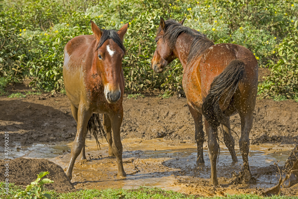 Fototapeta premium Osterinsel-2938