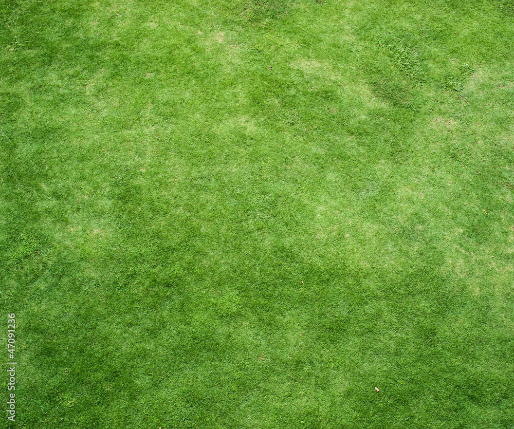 Fototapeta premium Tło zielona trawa
