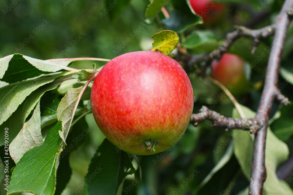 Fresh apples in the garden Fresh apples in the garden