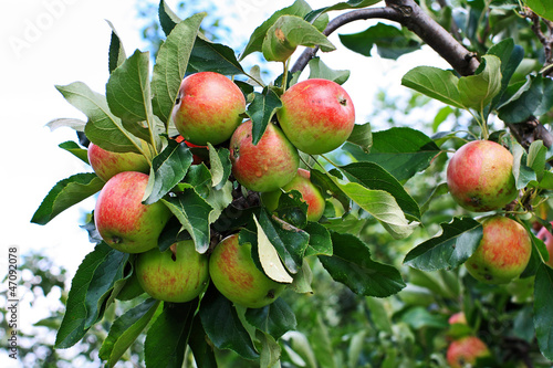 Fresh apples in the garden