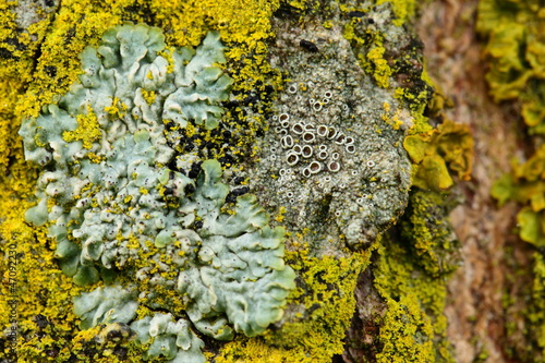 Closeup of a yellow mushroom on tree bark