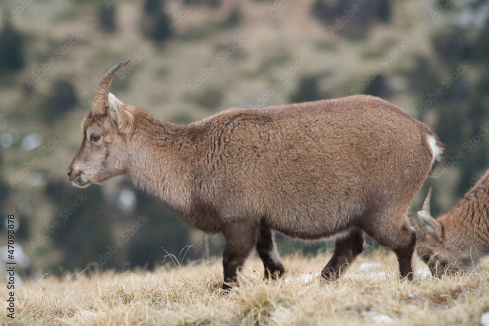 Chamois au Grand Veymont Vercors Chamois au Grand Veymont Vercors