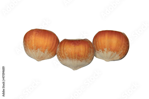 three haselnuts photo