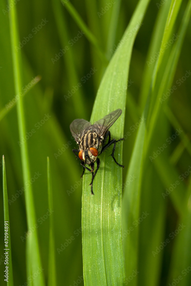 Naklejka premium Fly sitting