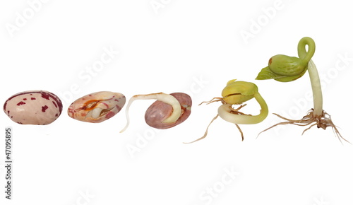 Set macro Bean germination isolated on white background