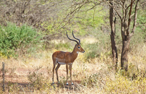 Impala