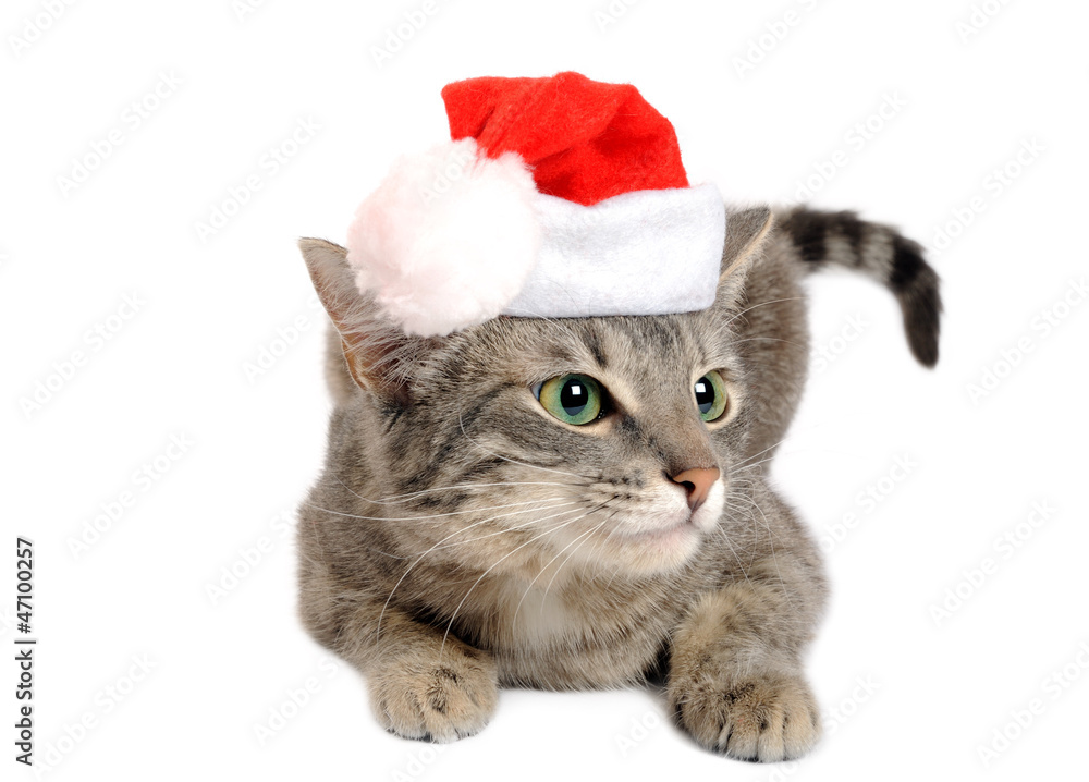 Christmas kitten Christmas kitten