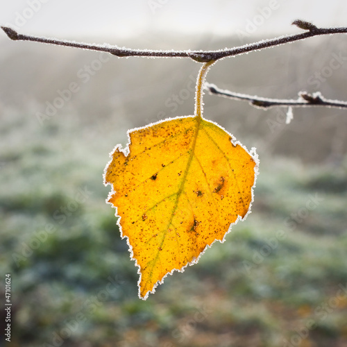 Photos Hoarfrost on leaves