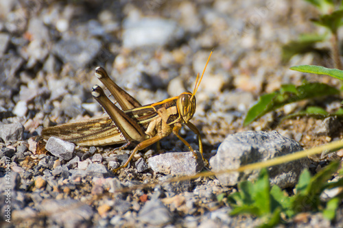 Canvas-taulu Differential Grasshopper