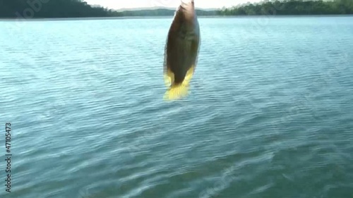 Fish Twisting in Sunlight photo