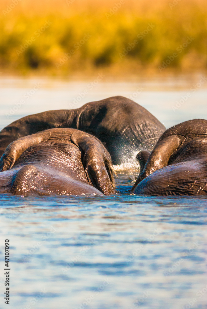 Fototapeta premium African bush elephants swimming