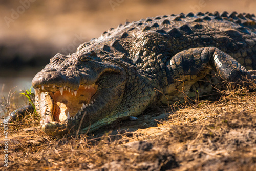 Crocodile baring teeth