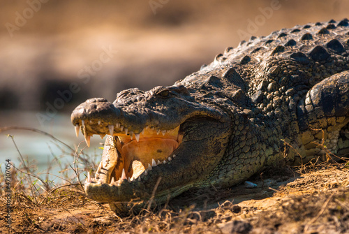 Crocodile baring teeth