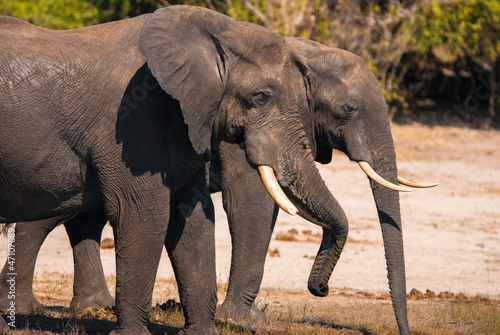 Elephant drinking