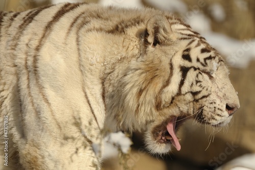 Fototapeta Naklejka Na Ścianę i Meble -  Tigre bianca