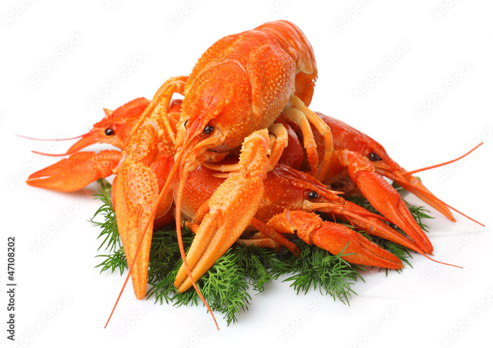 Heap of red lobsters with dill garnish isolated on white Heap of red lobsters with dill garnish isolated on white