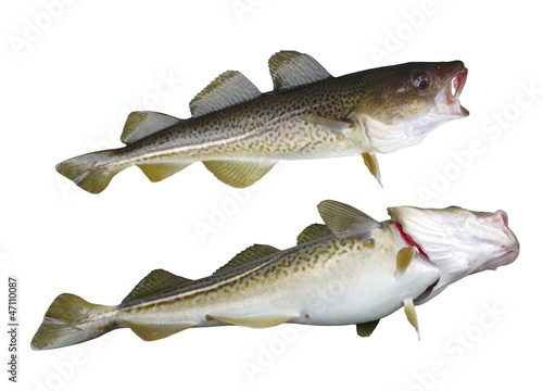 two codfish