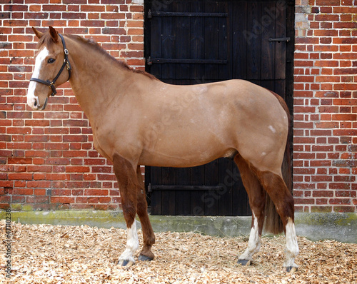 Fully Clipped Horse photo