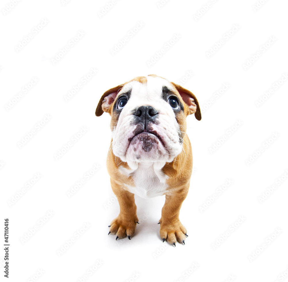 Dog on the wihte background look up Dog on the wihte background look up