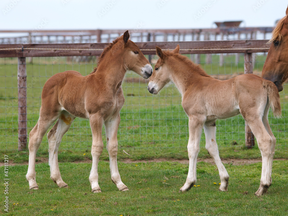 Fototapeta premium Two Foals