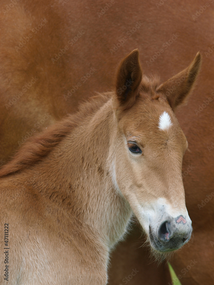 Suffolk Foal Head Shot