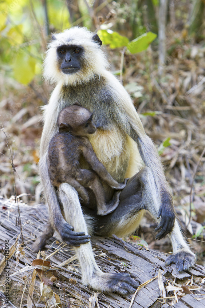 Obraz premium Cute Langur baby sitting in its mother's arms