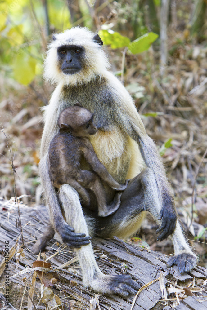 Cute Langur baby sitting in its mother's arms