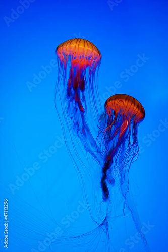Jellyfish #47113296