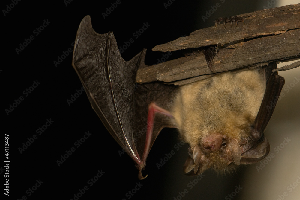 Plecotus auritus