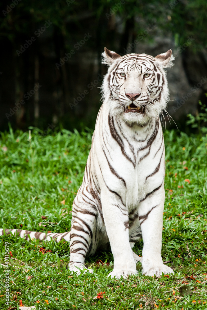 Fototapeta premium white tiger chiangmai zoo