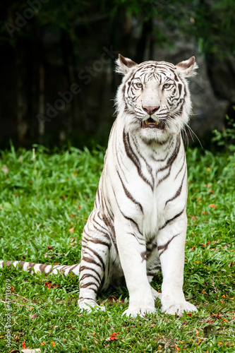 Fototapeta Naklejka Na Ścianę i Meble -  white tiger chiangmai zoo