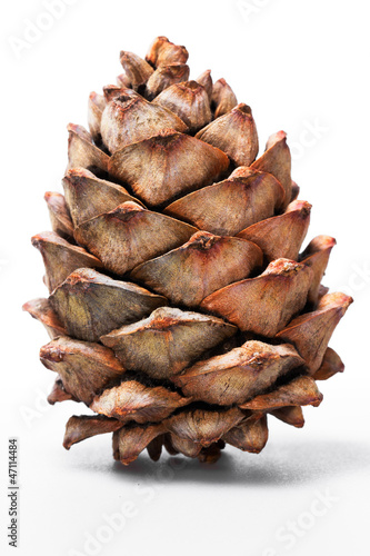 single cedar cone isolated on white background