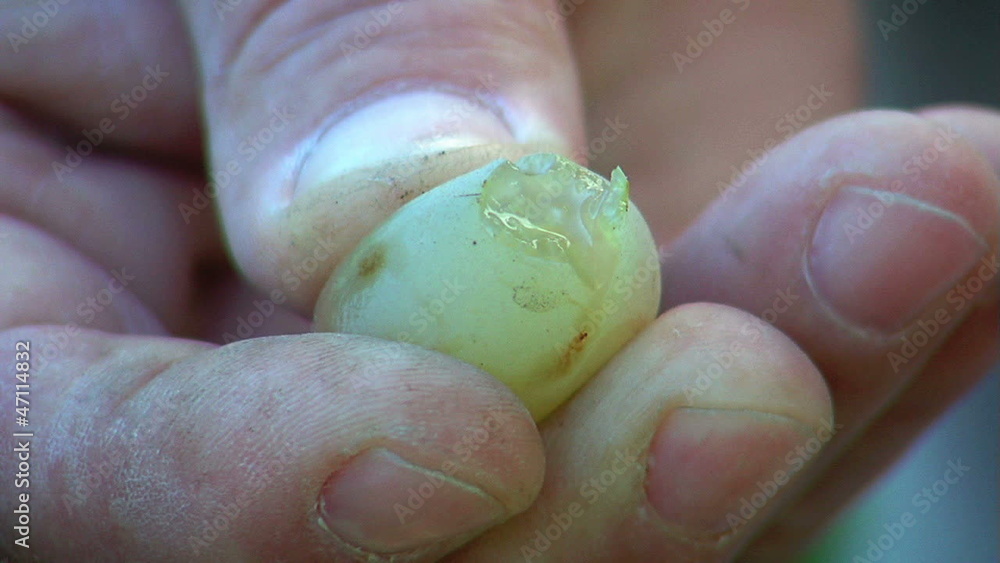 Farmer squeezing a ripe grape shows the clear flesh and juice.