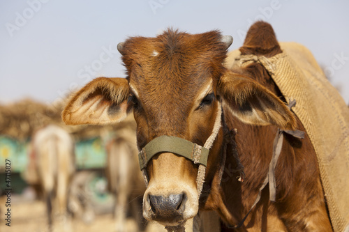 Cow at the Nagaur Cattle Fair, Rajasthan, © davidevison