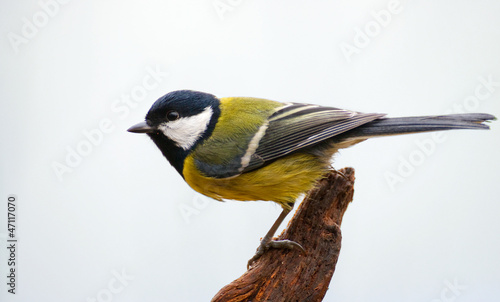 Obraz na płótnie Parus major - Tit w salonie