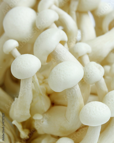 Macro of Shimeji Mushroom